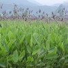 水生態(tài)治理 水上環(huán)保生物浮床  水生植物浮島—再力花